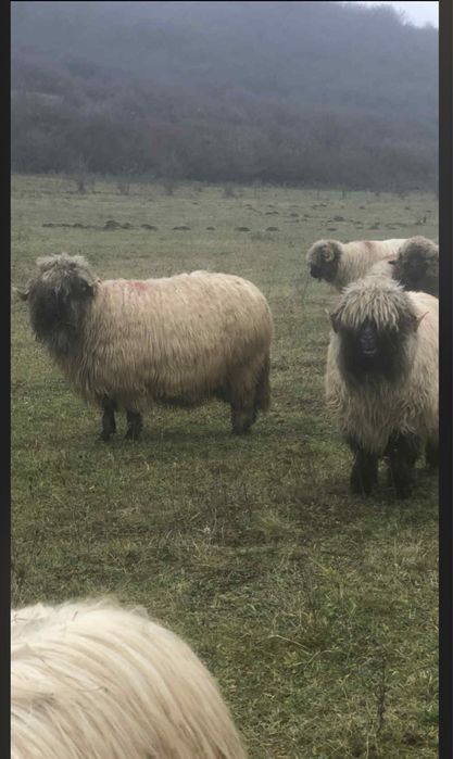 Vand  20 oii  si 4 berbecuti !