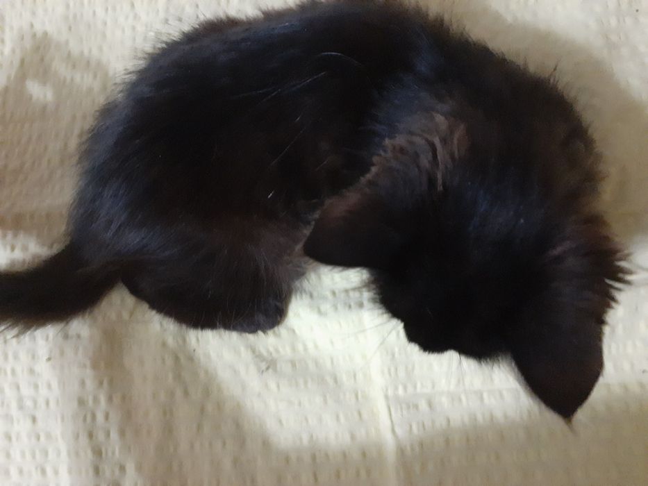 Отдам котенка в добрые ручки!