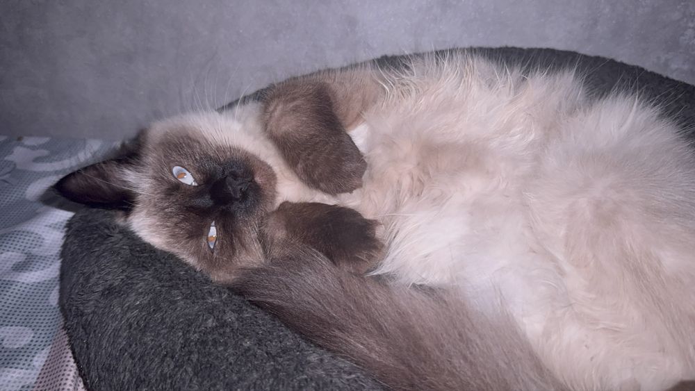 Ищем кота для вязки