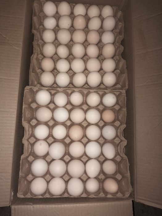 Продам фермерское яйцо