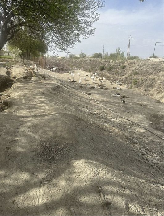 Урдак ва Гоз тухуми сотилади