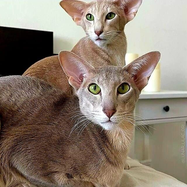 Редкие Ориентальные КОТЯТА