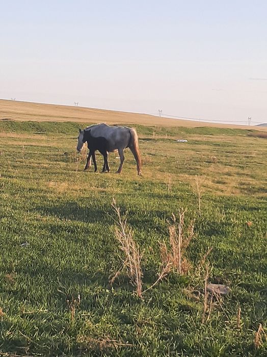 Продам кобылу с жеребёнком