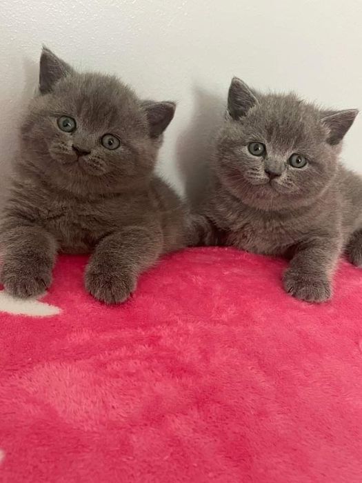 Британские котята