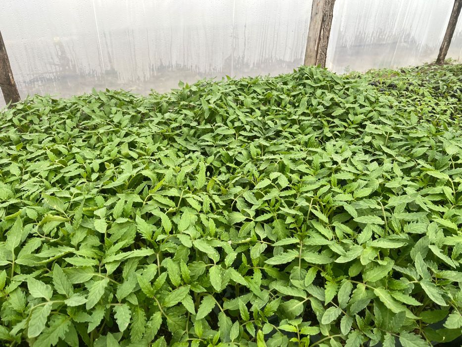 Răsaduri de legume profesionale