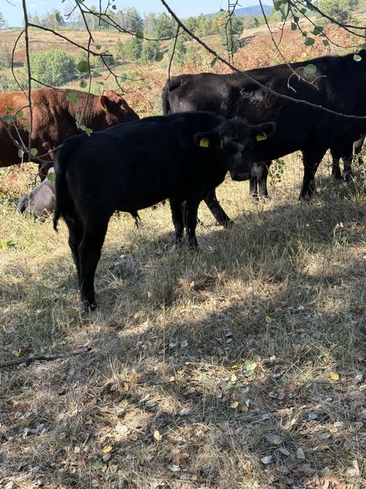 Vitei angus cu origine