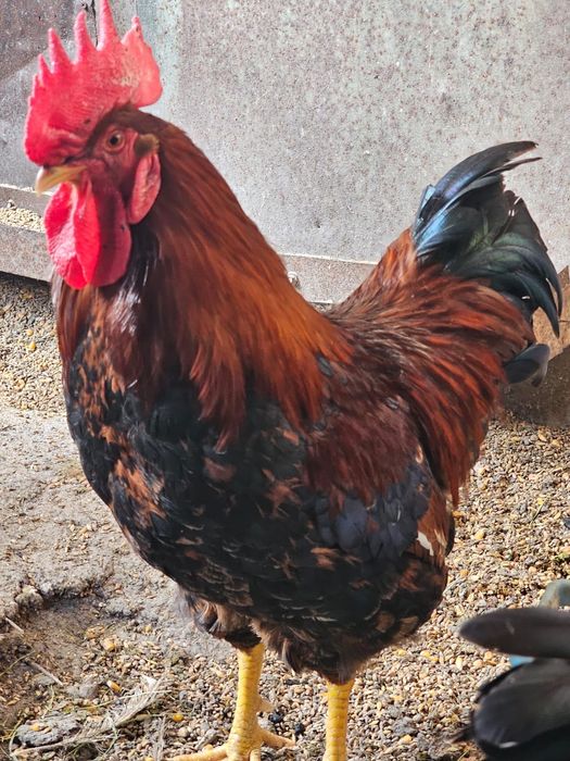 Продам домашнего петуха