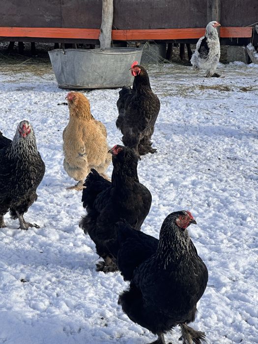 Продам петух курицы брам