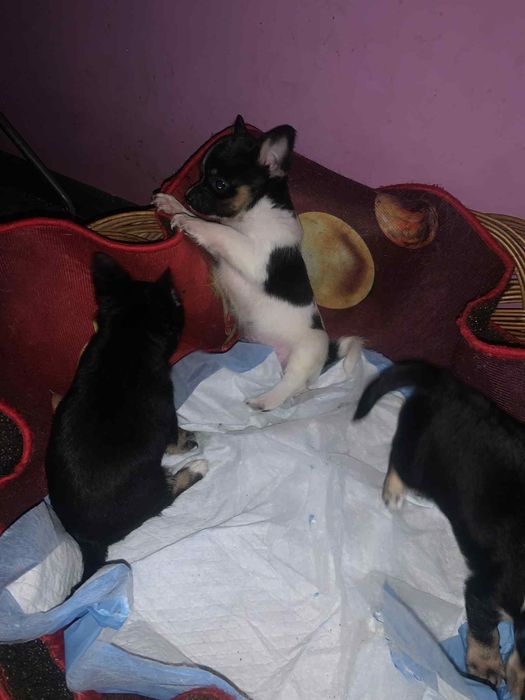 Чихуахуа 3 момчета