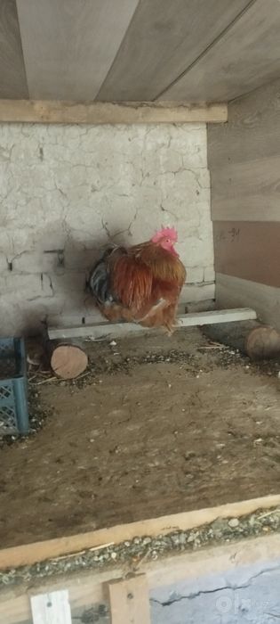 Yaponka Choyne Zotga zor