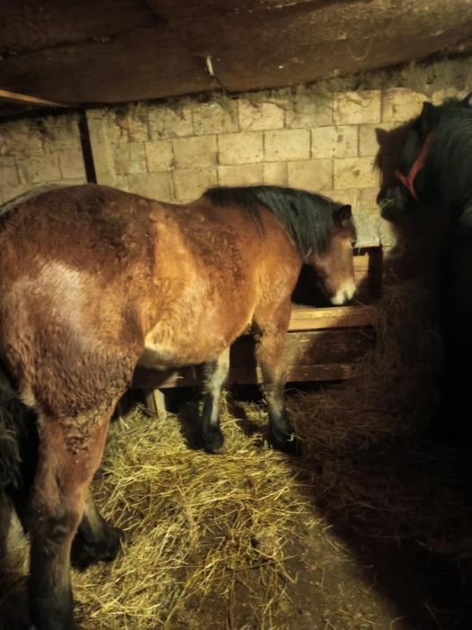 Vând mânz de un an și 7 luni