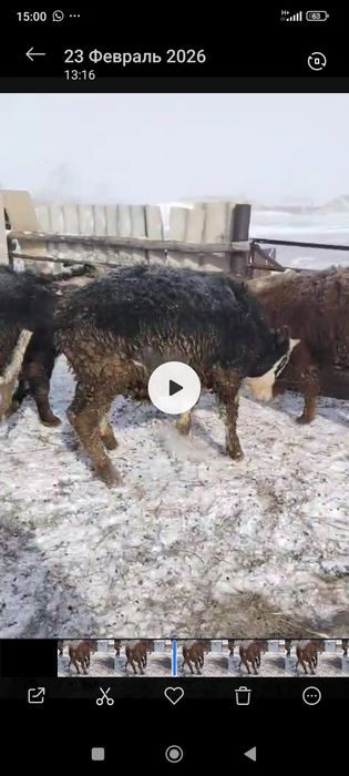 Бұқа откорм сатылады