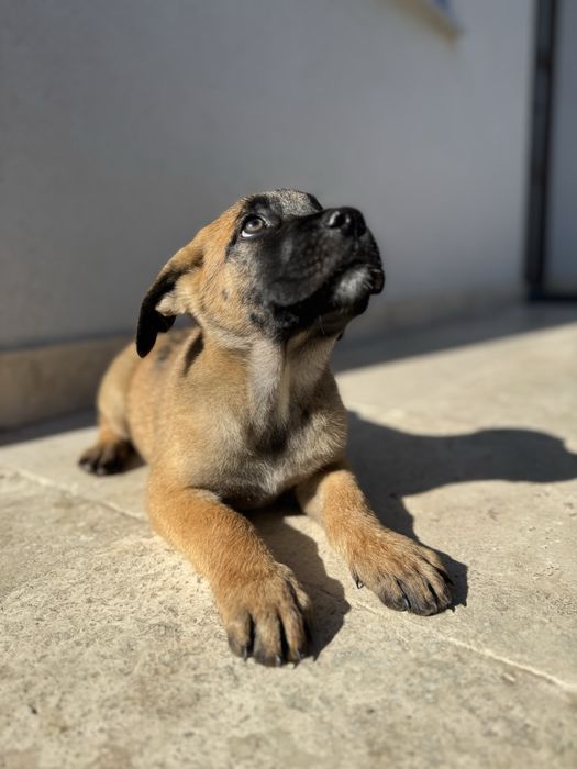 Cățeluș mascul de Ciobănesc German x Mastif caută familie