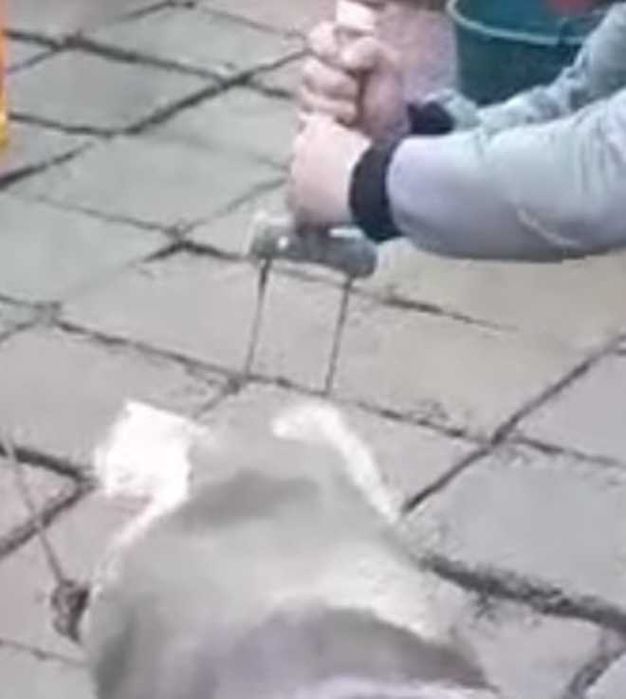 Asomator electronic fără fir/ Asomator campion