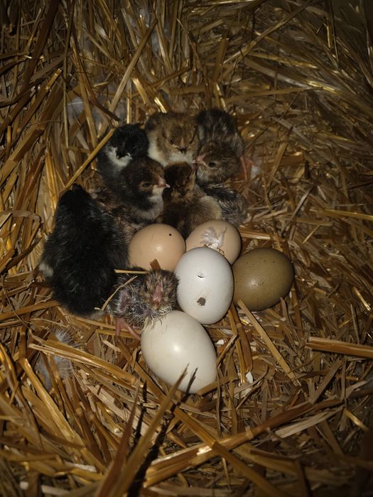 Cocos marans,gaina olive si puisori