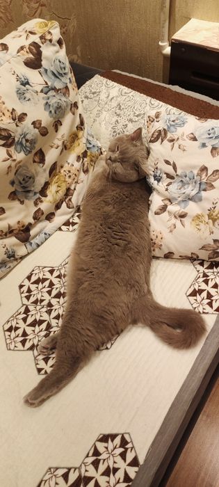 ПРОПАЛ КОТ шотландец