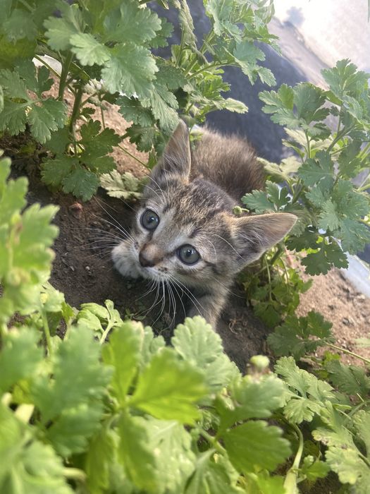 Дарю котят( 2 девочки и мальчик)добрым людям
