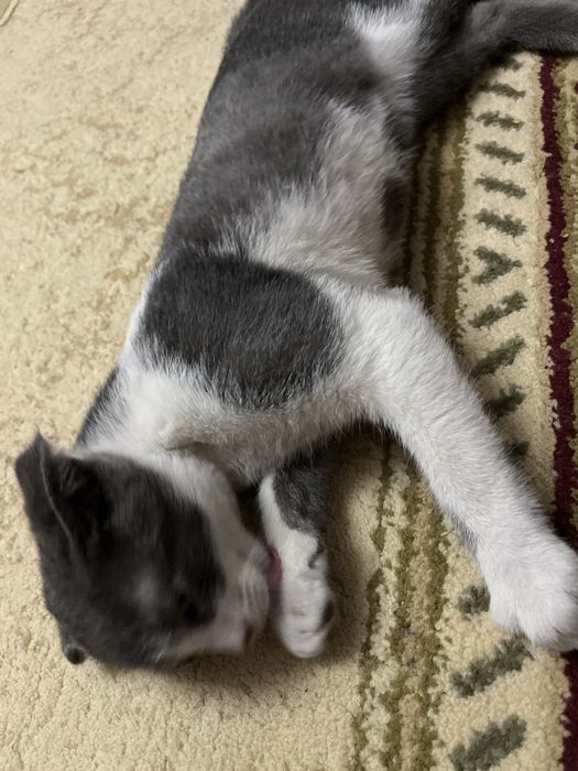 Кошка домашний шатланский