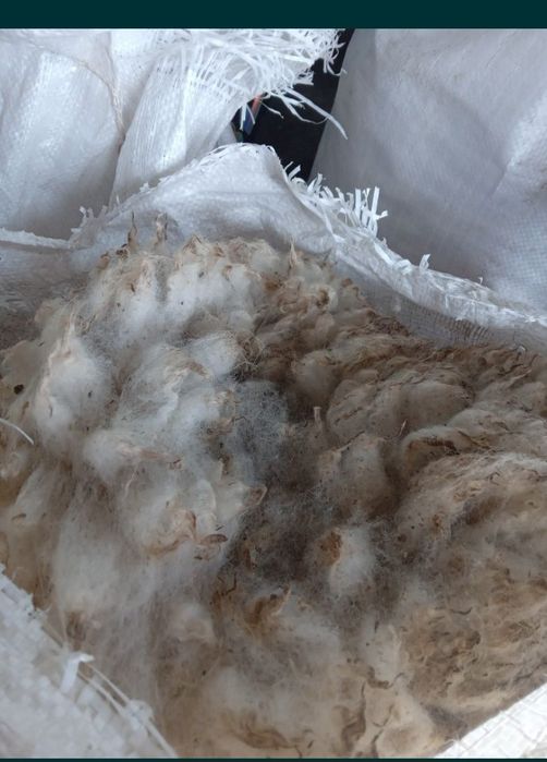 Шерсть      овечья