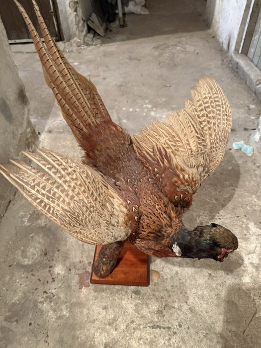 Продавам препариран фазан