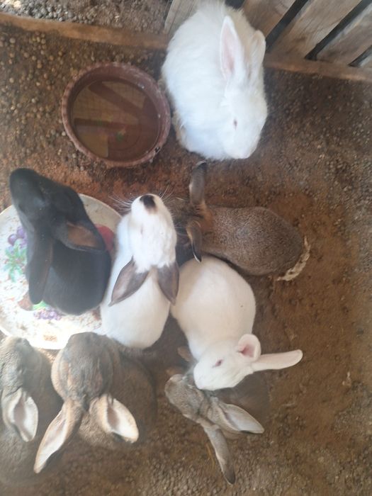 Zotlik quyonlar sotiladi