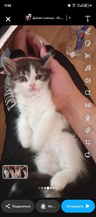 Пропала кошка помогите найти