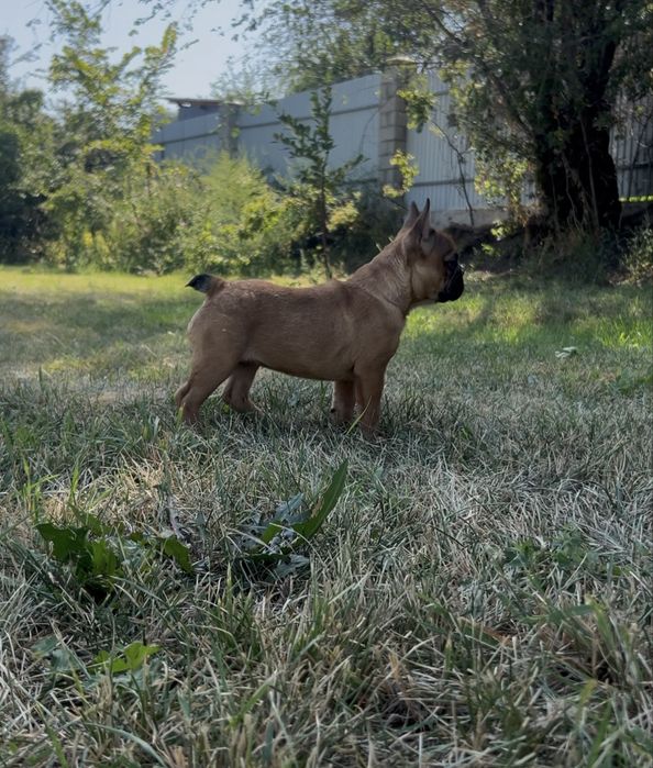 Продам щенка французского бульдога Девочка
