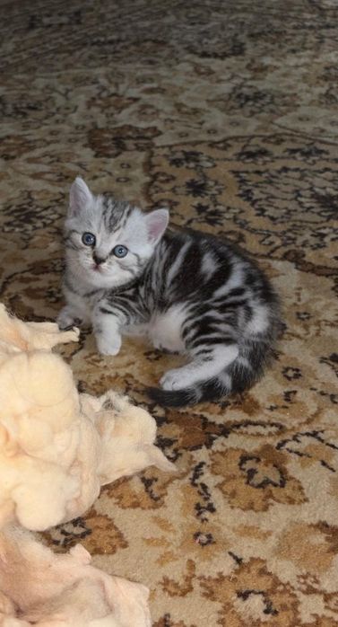 Продам котят ,ласковые умные в маму