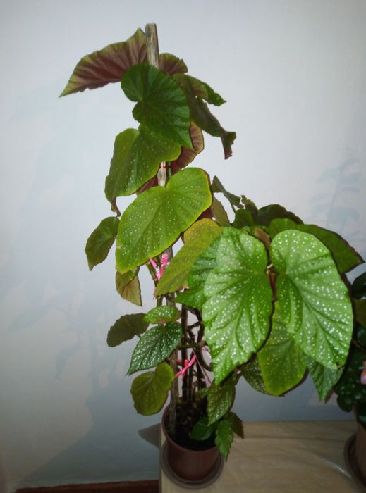 Бегония кораловая