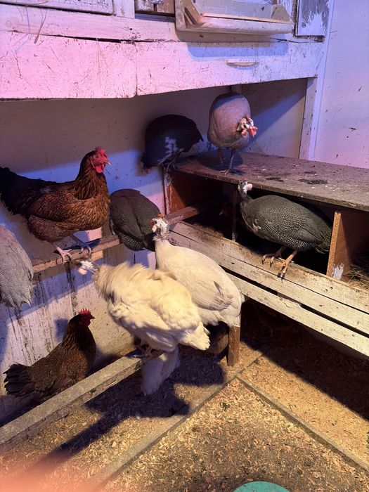 Инкубационные яйца цесарки