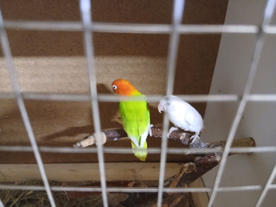 Pereche agapornis fisher