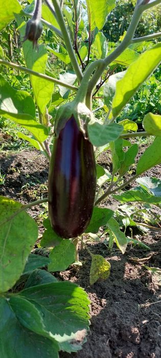 Продам дачу 7.5 соток район телецентра