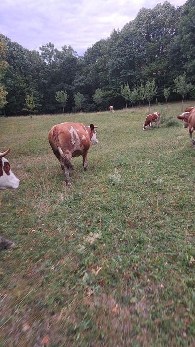 Vand vaca gestanta in 7 luni