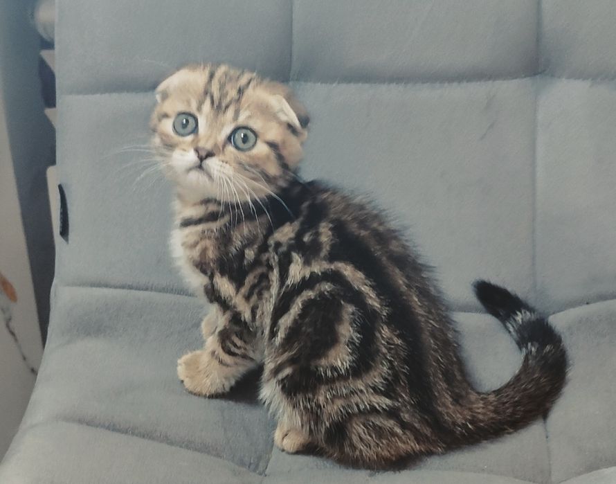 Котята золотисто-чёрный мрамор.