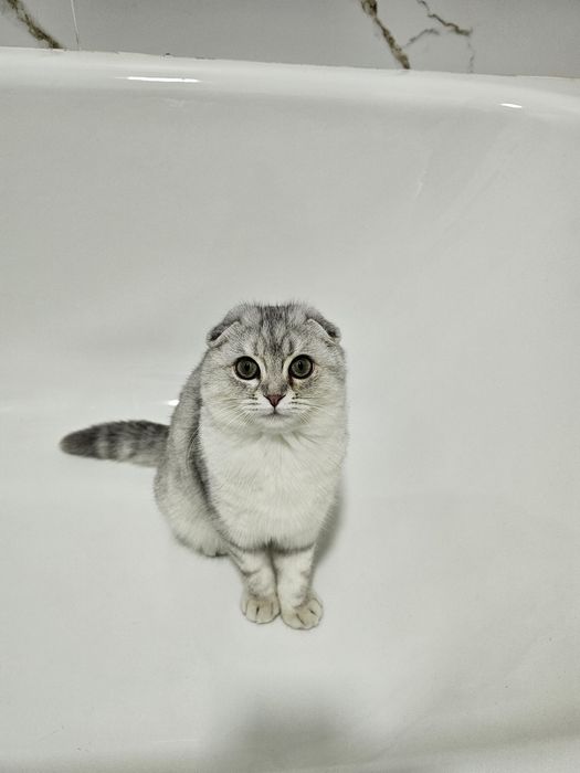 Котята от шотландской вислоухой (скотиш фолд)