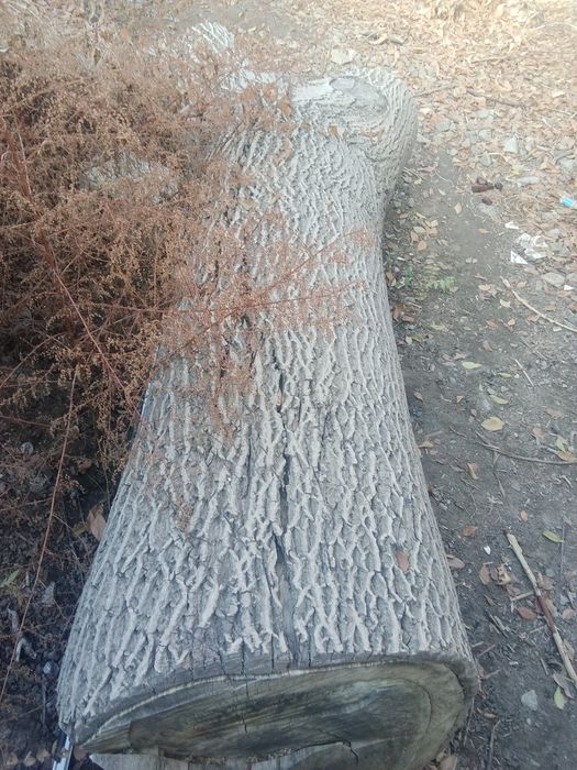 Продам  ствол ореха