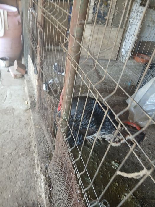 Vand curcan de tara bio