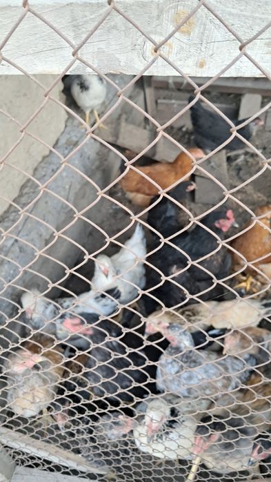 Продам  цыплят д