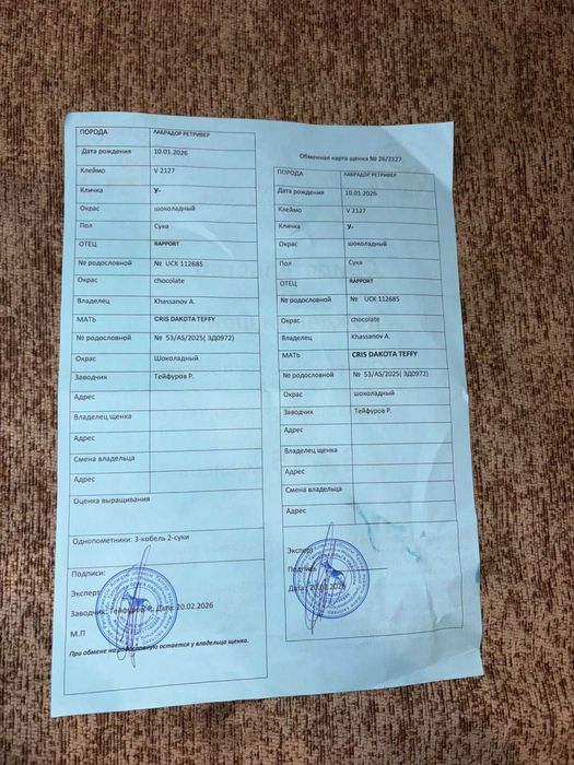 Продам лабрадора с родословной