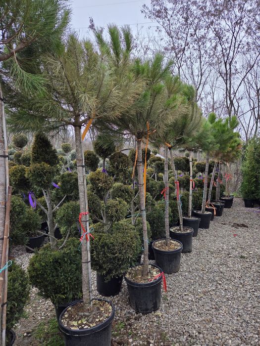 Vindem Tuia Leylandy Smarald Mesteacan Tei Magnoli Platan erc