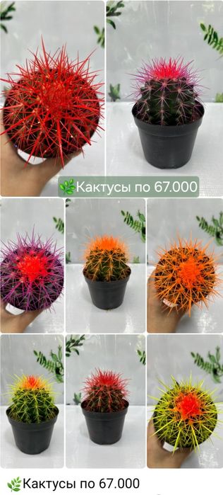 Кактусы, Криптантус, Хавортия  и др