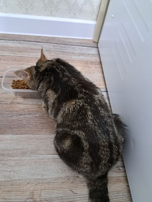 Котёнок  девочка