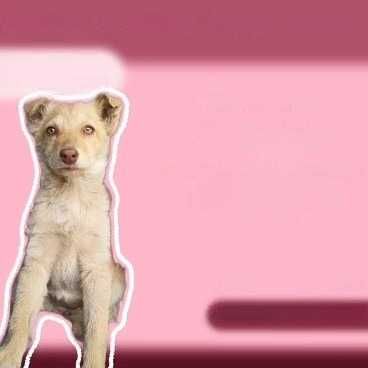 Ищем любящих хозяев щенку