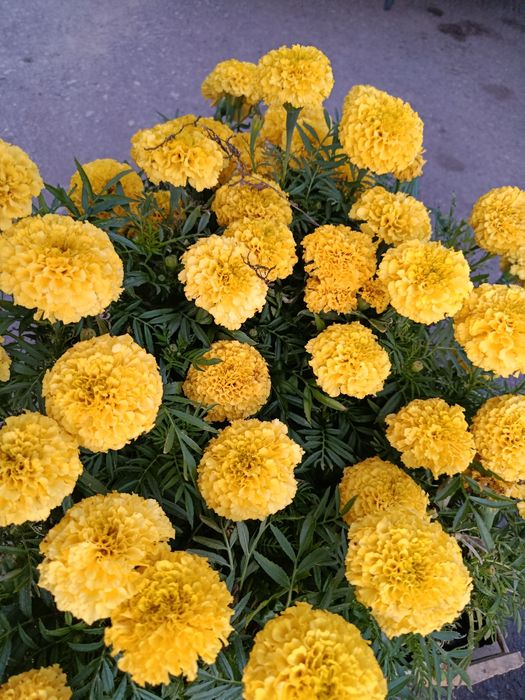 Цветы садовые в ассортименте