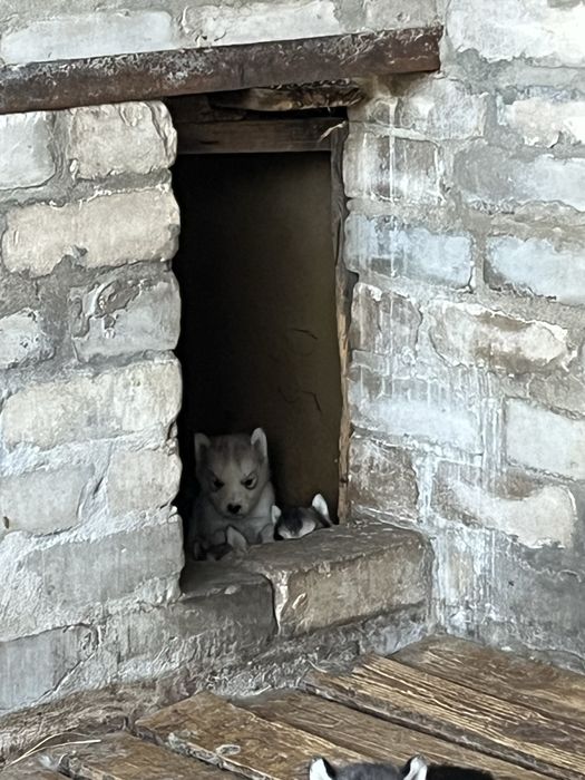 Продам щенят хасски