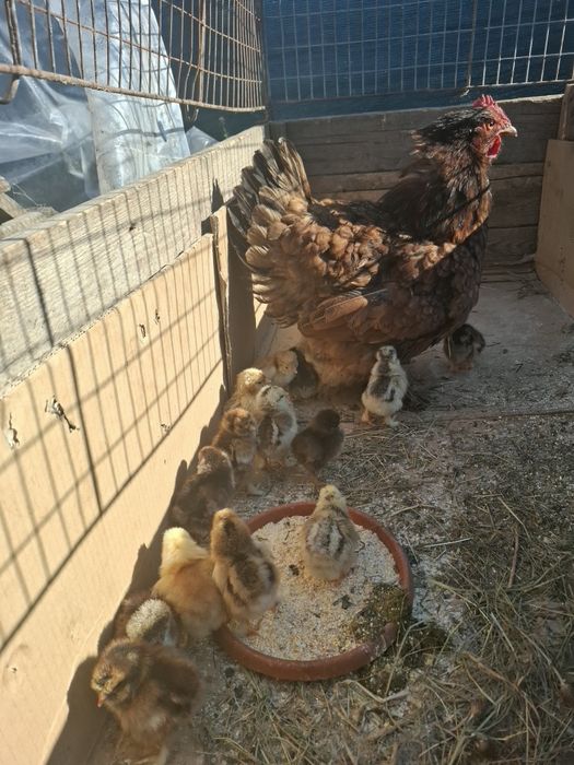 Vând cloșcă cu 19 pui