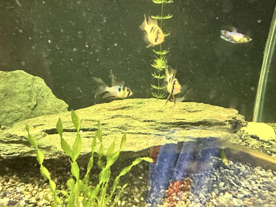 Продам рыбок красивых