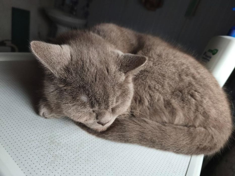 Отдам в хорошие руки