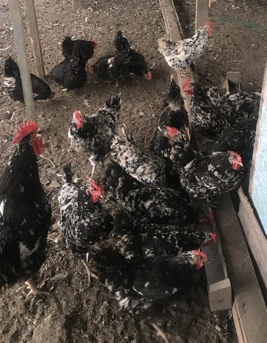 Цыплята Австралорп