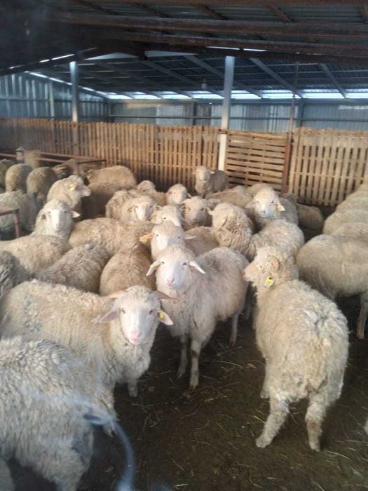 Продам баранов тохты